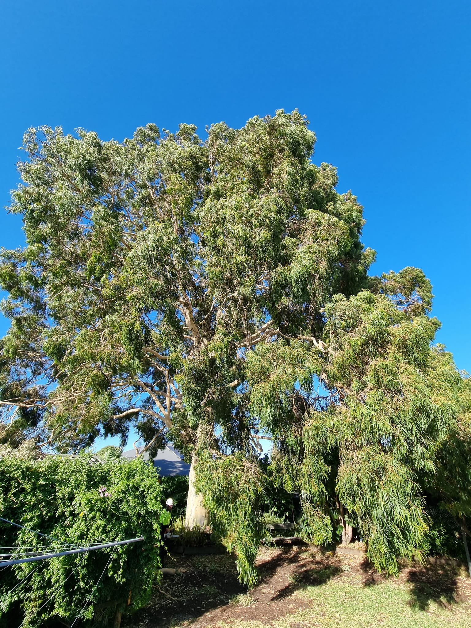 Our workplace this morning was about... - CPD Tree Services
