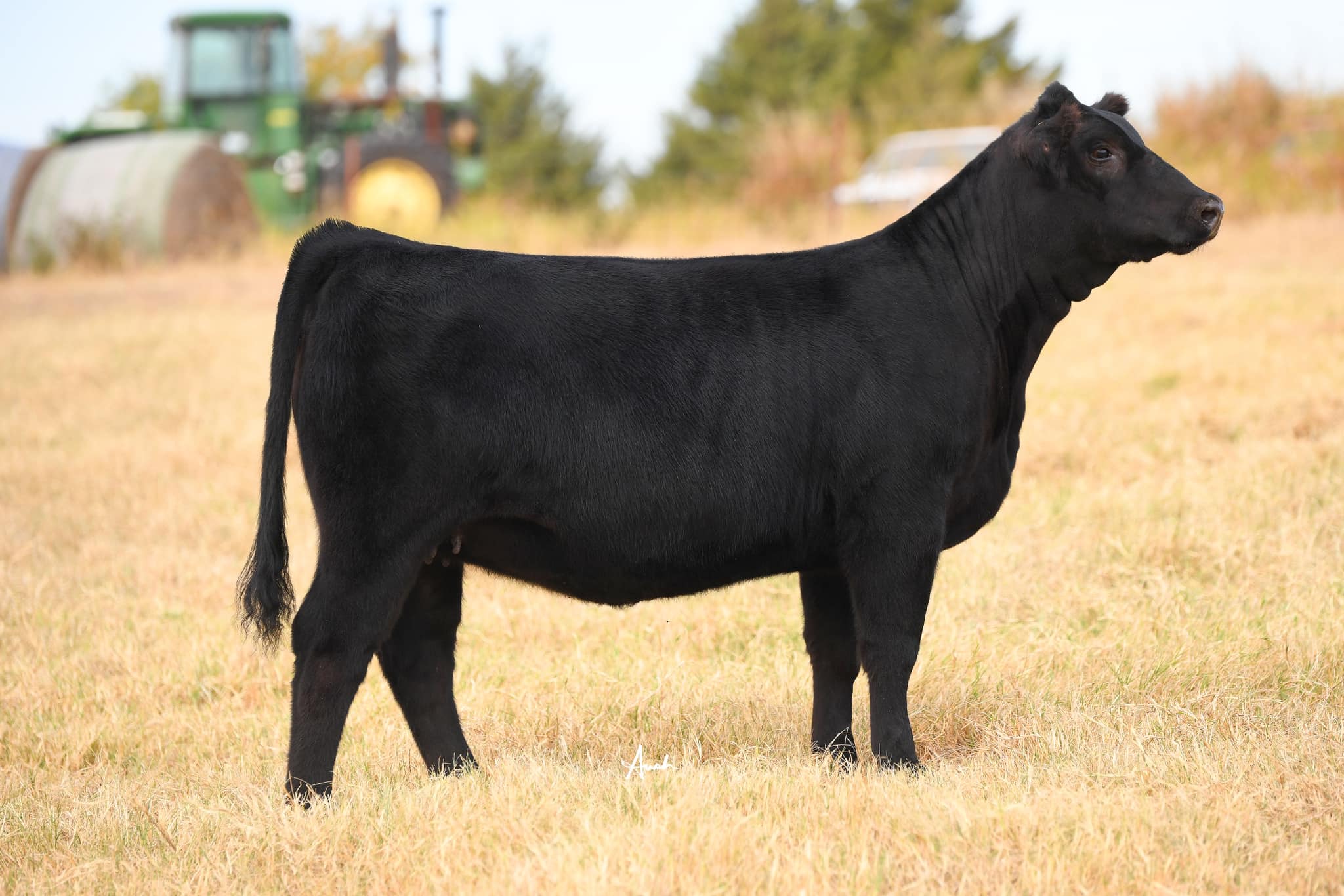 Rupp Ranch - 🔥RUPP JILT 308L ET - Sells as Lot 10 in the... | Facebook