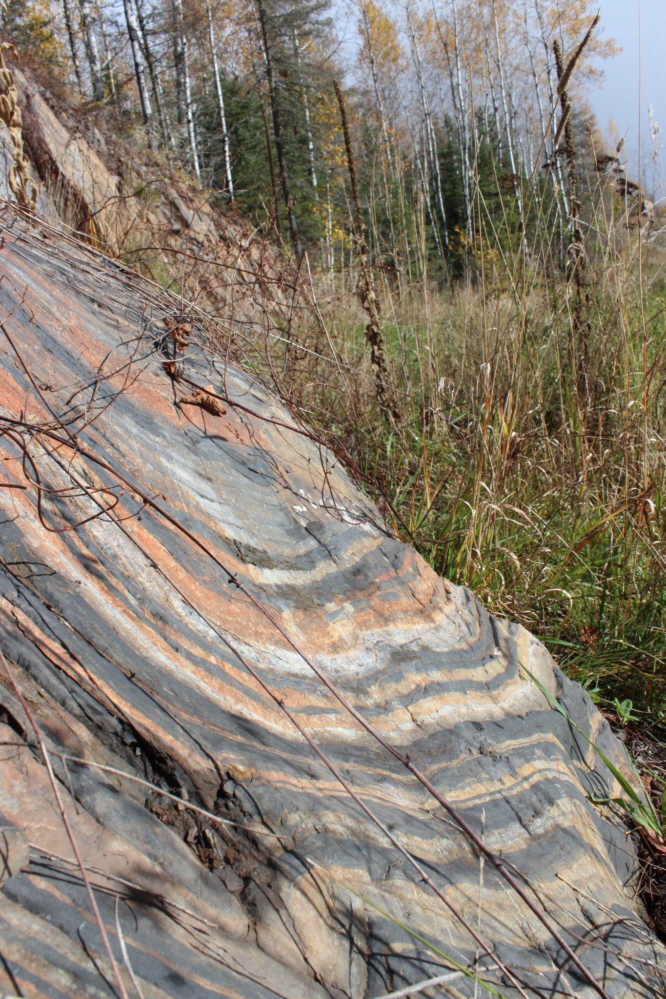 What’s red and... - Minnesota Department of Natural Resources