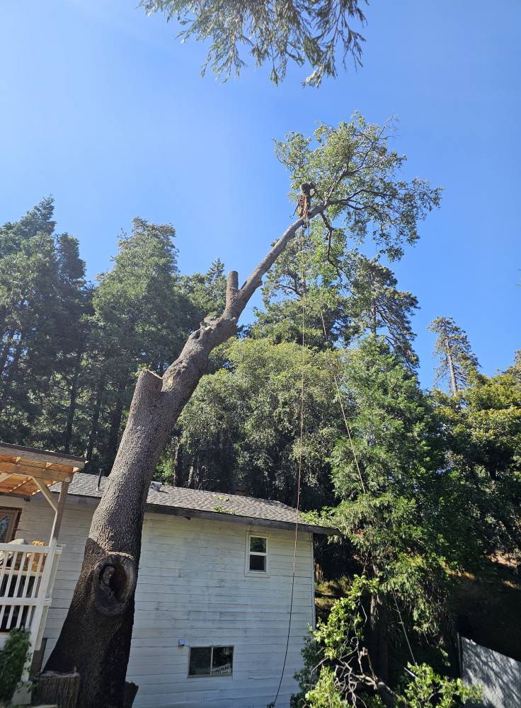 ACL Tree Works - ACL Tree Works added a new photo.