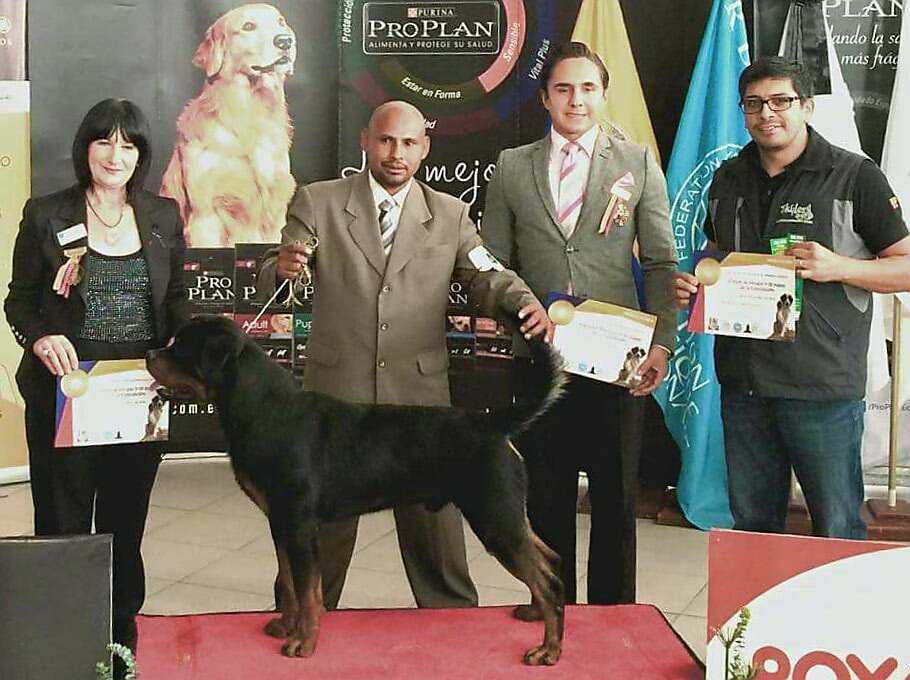 Rottweilers Del Huayrañan desde 1997 - PADRE: ☆DILAN VON ALBOS HAUS ...