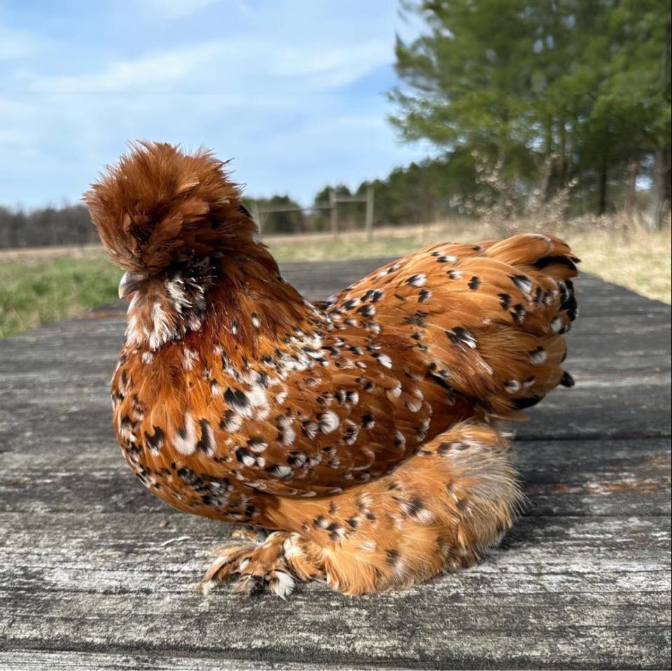I rarely get pics of birds I’m... - Anna’s Fancy Feather Farm | Facebook
