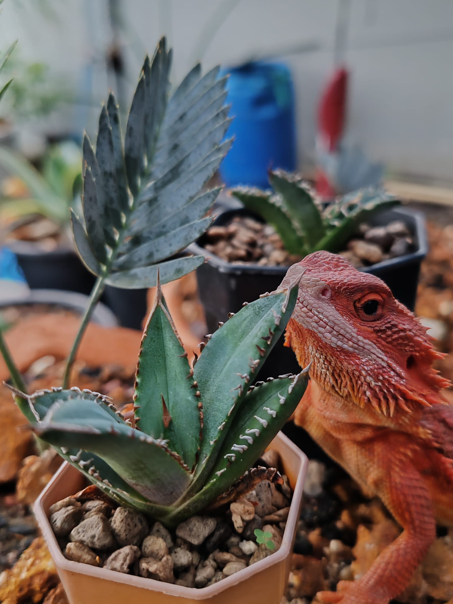 Growing agave oteroi from seeds in Japan