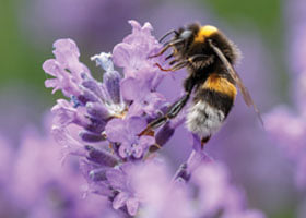The Good Gardener Company