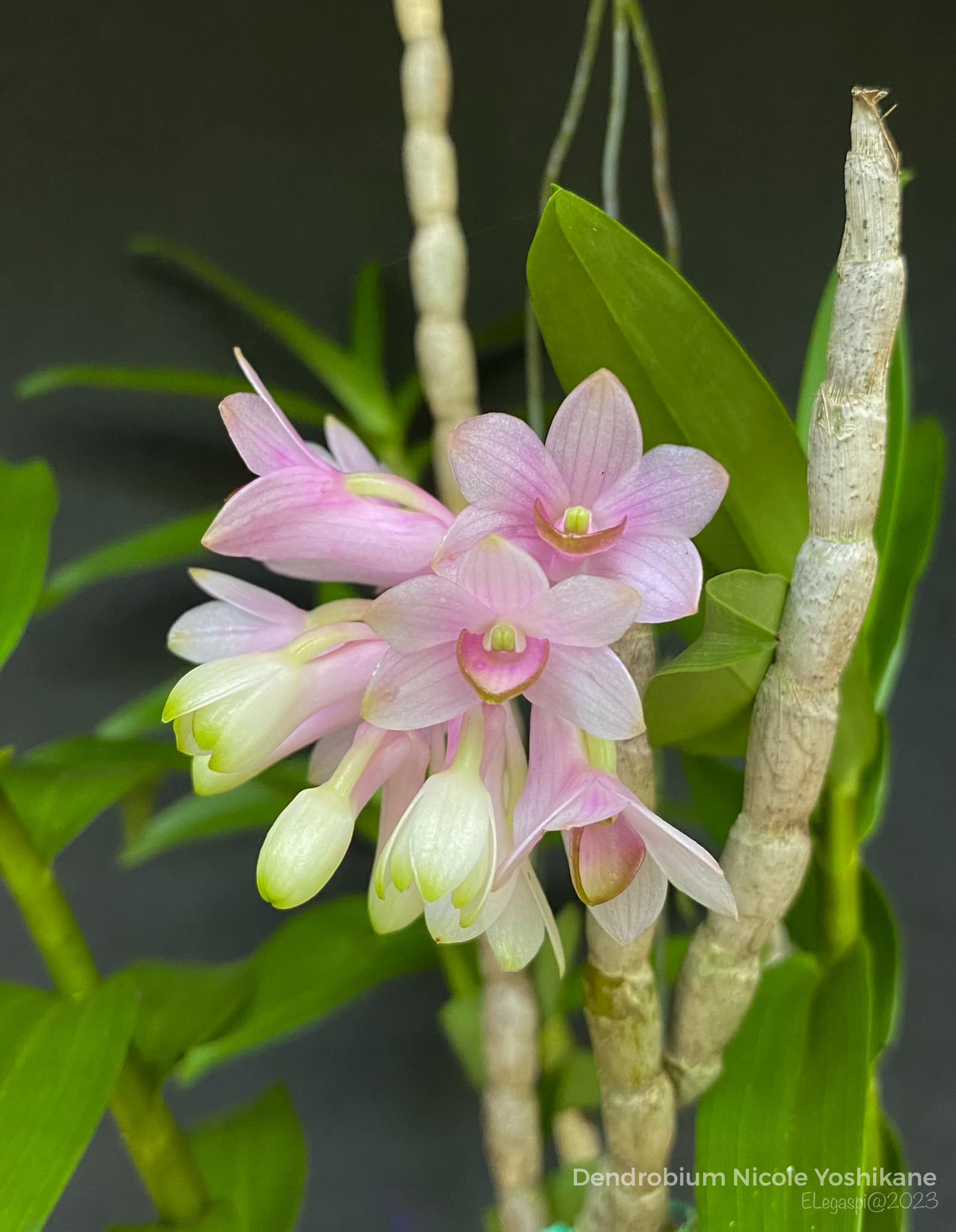 Dendrobium nicole yoshikane orchid hybrid