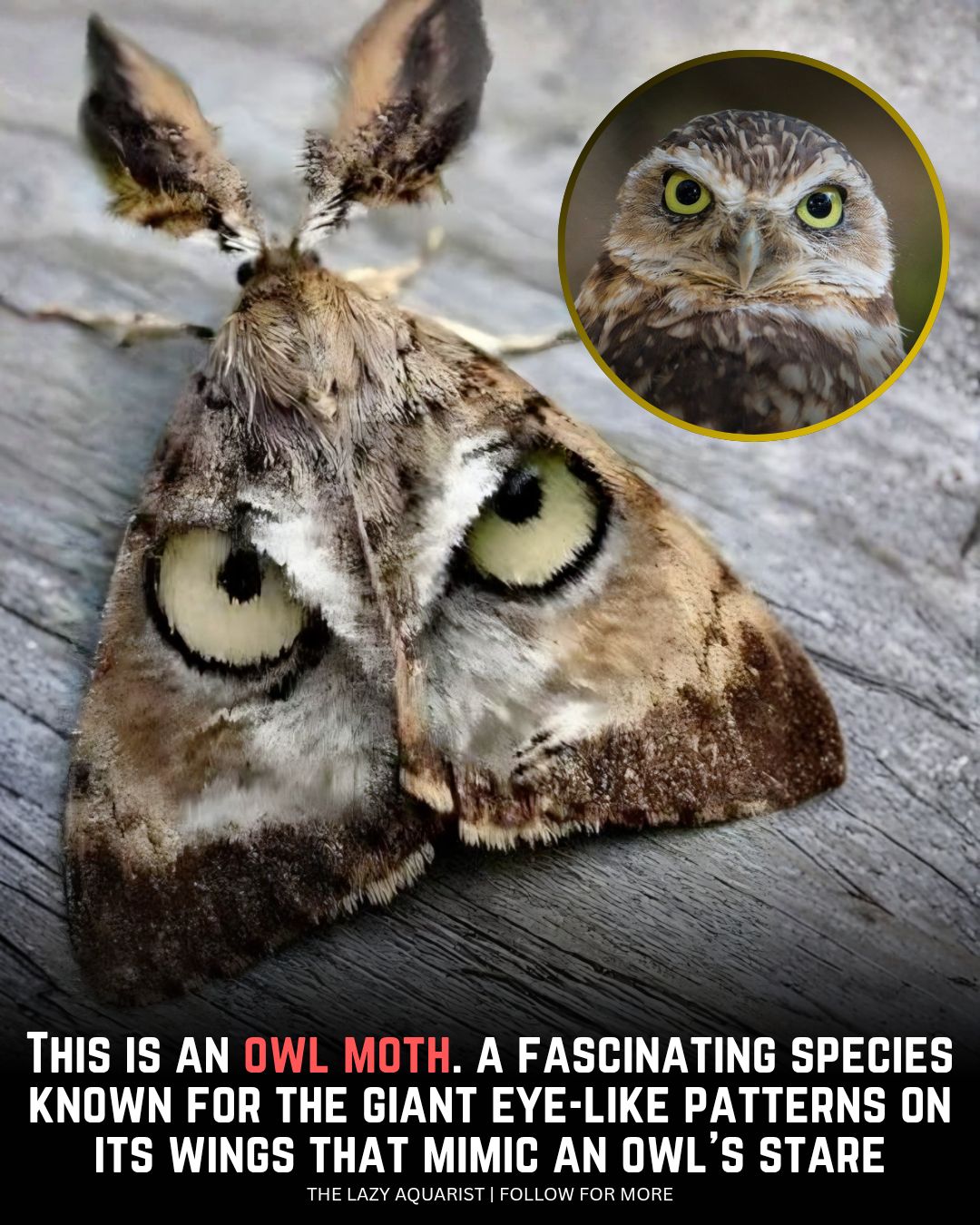 The Lazy - 🦉 Meet the Owl Moth — Nature’s Master of Illusion! 🦋 At ...