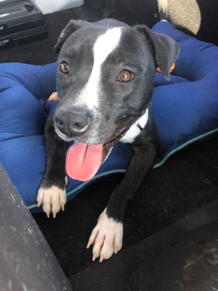 Jason is a 2 yr old Lab/Pit mix who... - Lend A Bone Rescue | Facebook
