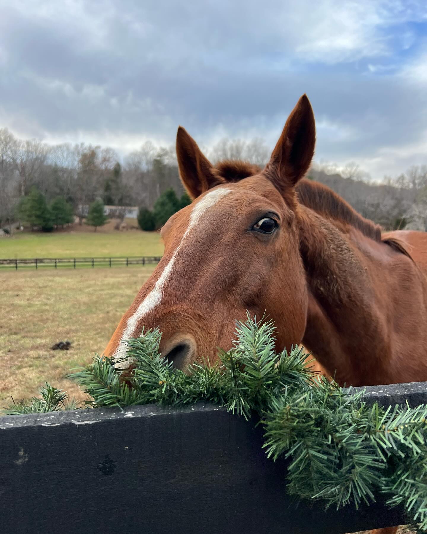Cannon Ridge Farm | Afton VA