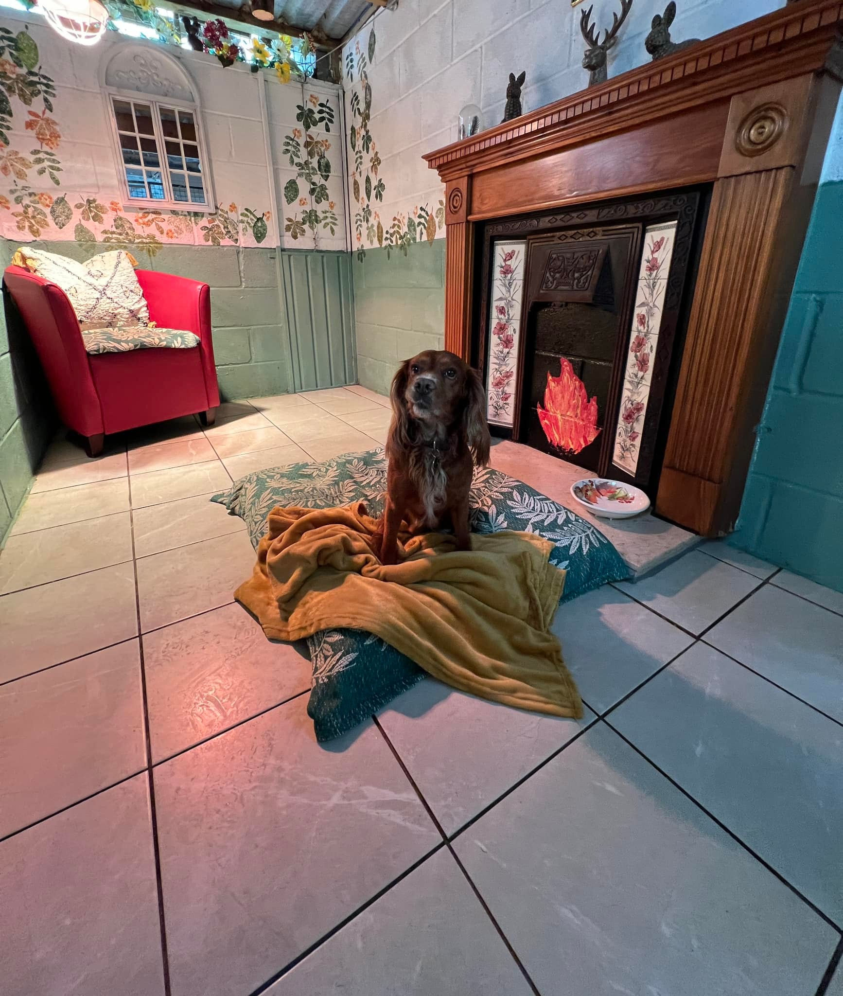 🥰 our rooms 🥰 - Sherston Boarding Kennels | Facebook