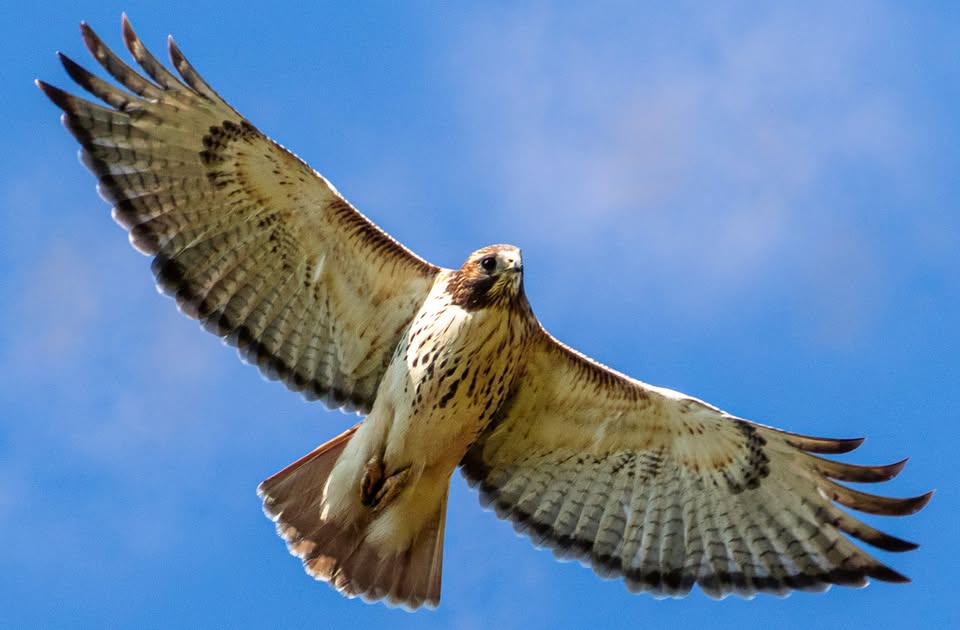 Raptors of Colorado