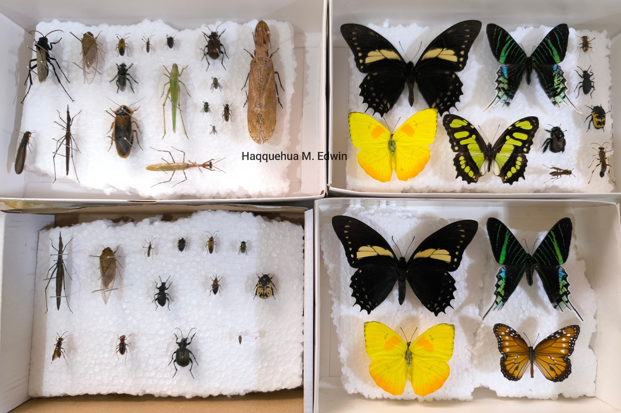Insectos Perú - Entomología | Trujillo