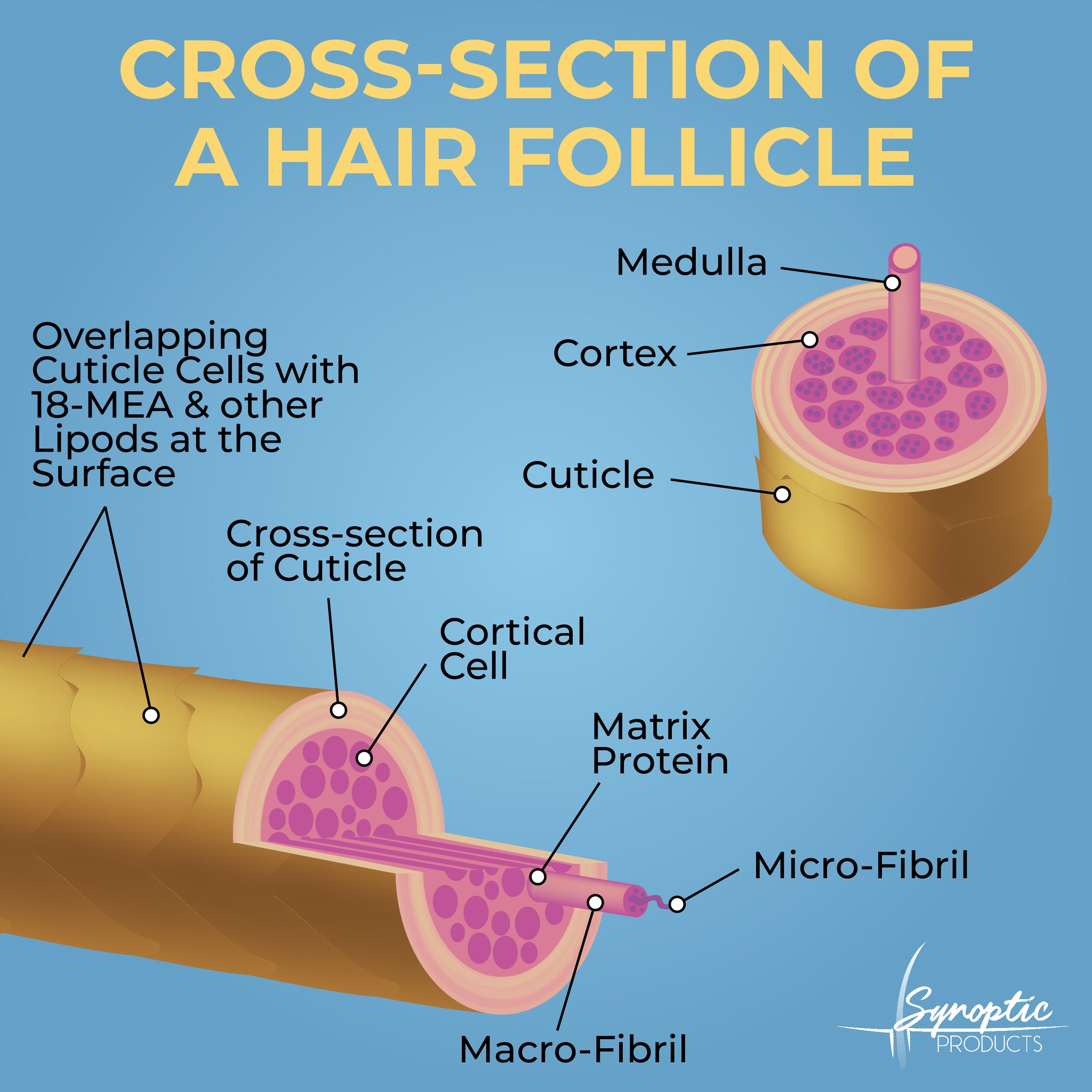 ジャーナル The three main components of a hair follicle include the Cuticle