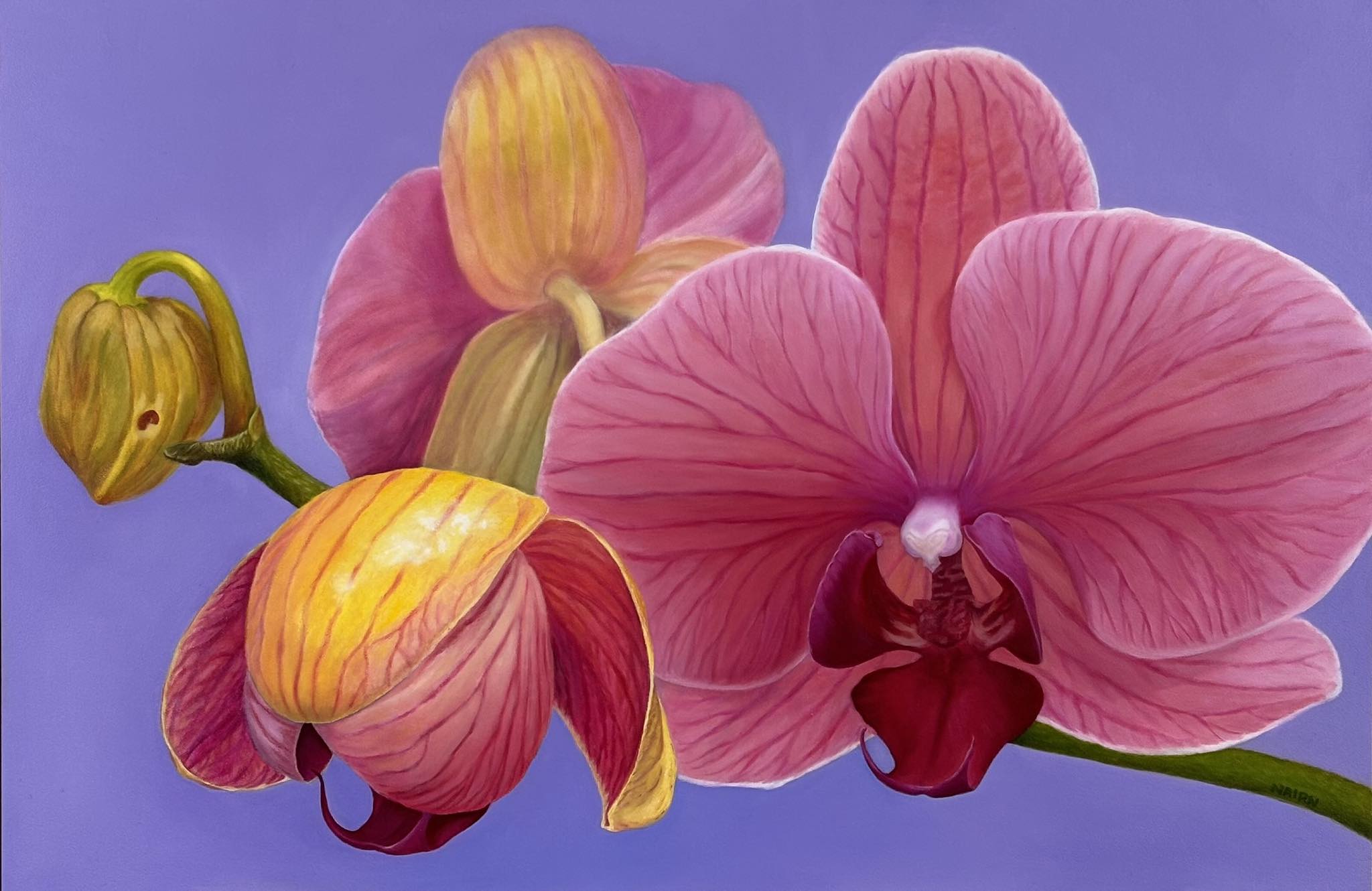 John 額縁★Orchid Powell ジョン・ポーウェル オーキッド