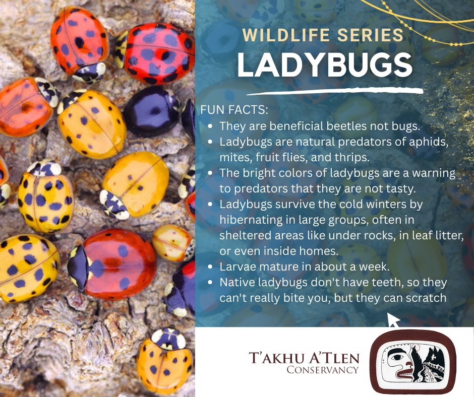 T’akhu - Did you know that the native ladybug, once ubiquitous in B.C ...
