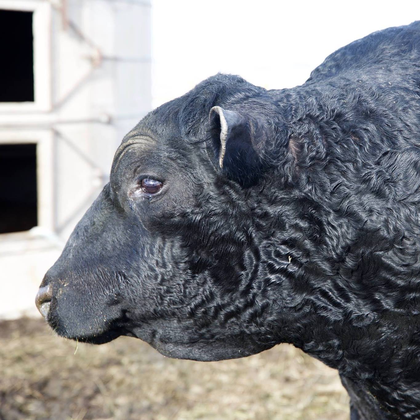 Wye bull shipped by air in 1951. The... - Cotton Angus Ranch | Facebook