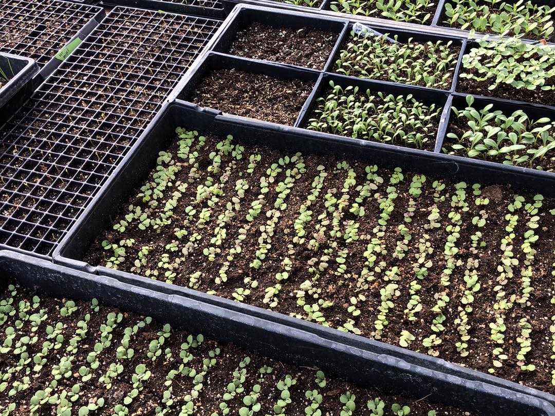 Rustic Roots Greenhouse | La Crete AB