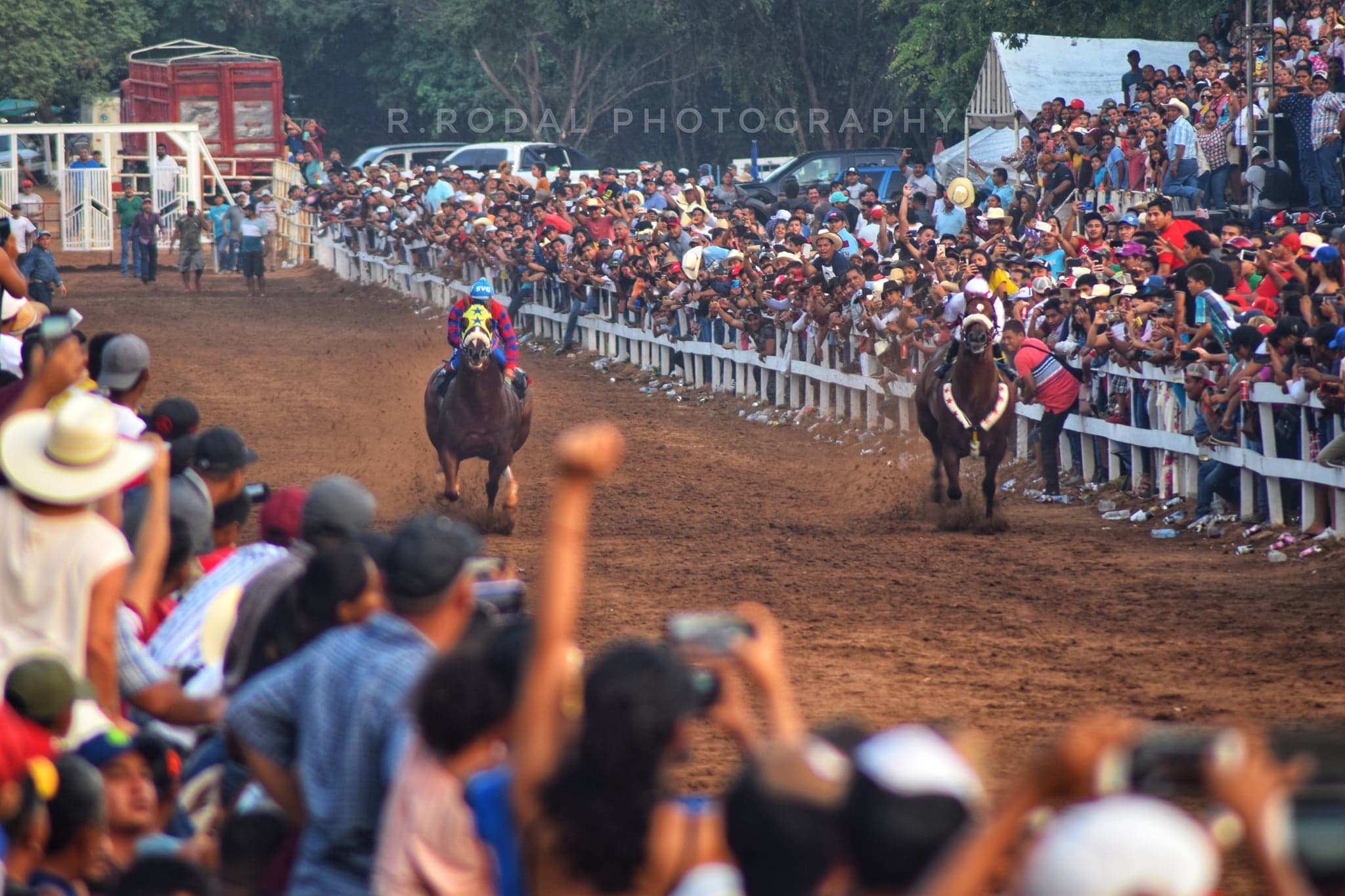 Hablemos - El caballo criollo colombiano ostenta una alzada promedio de ...