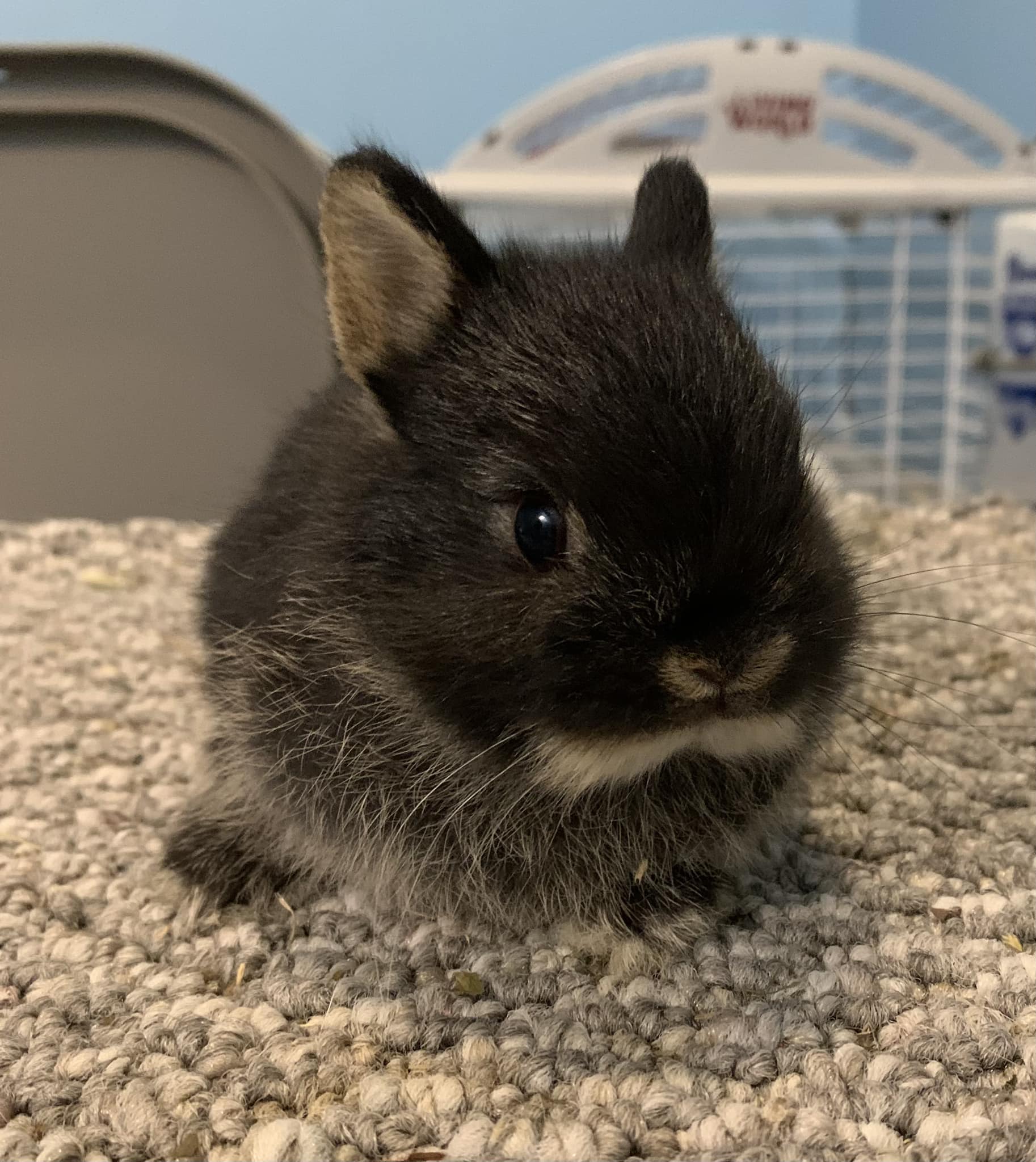 Cinnamon Black Otter Rabbit