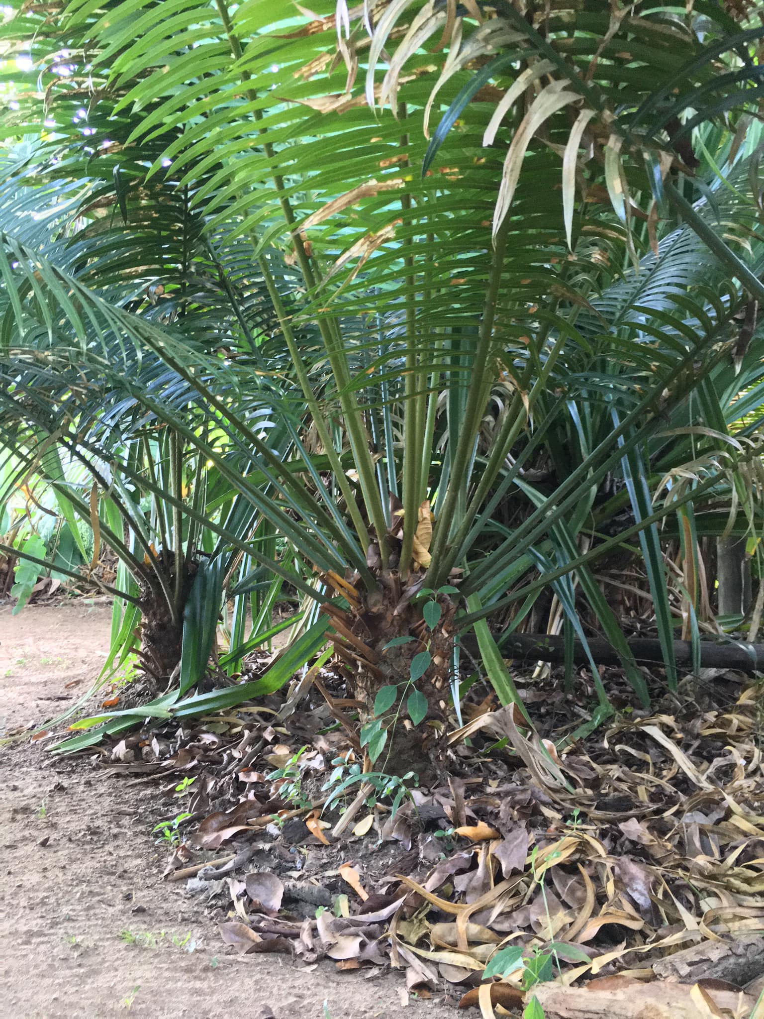 Plants 4 $ale Fiji
