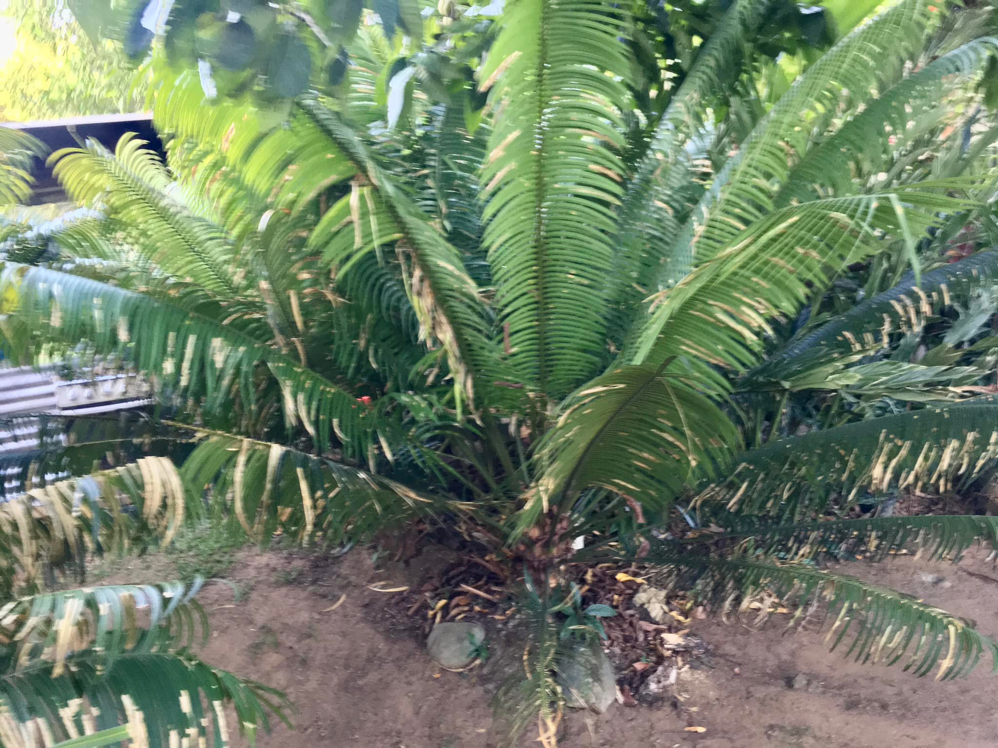 Plants 4 $ale Fiji