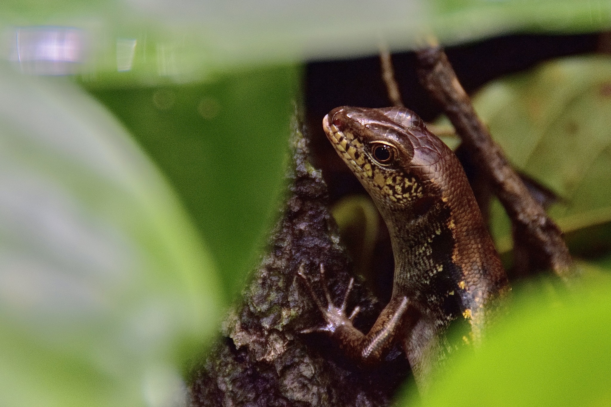 #WildlifeWednesdays Have you met our... - Masungi Georeserve | Facebook