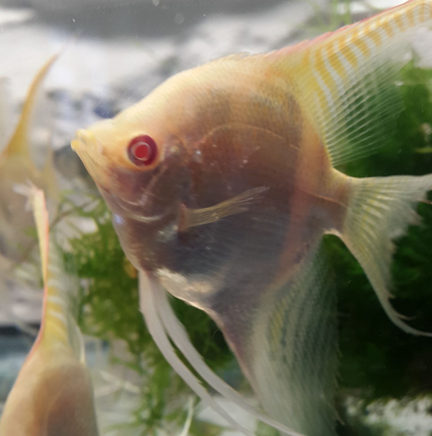 Trinity Fish Farms