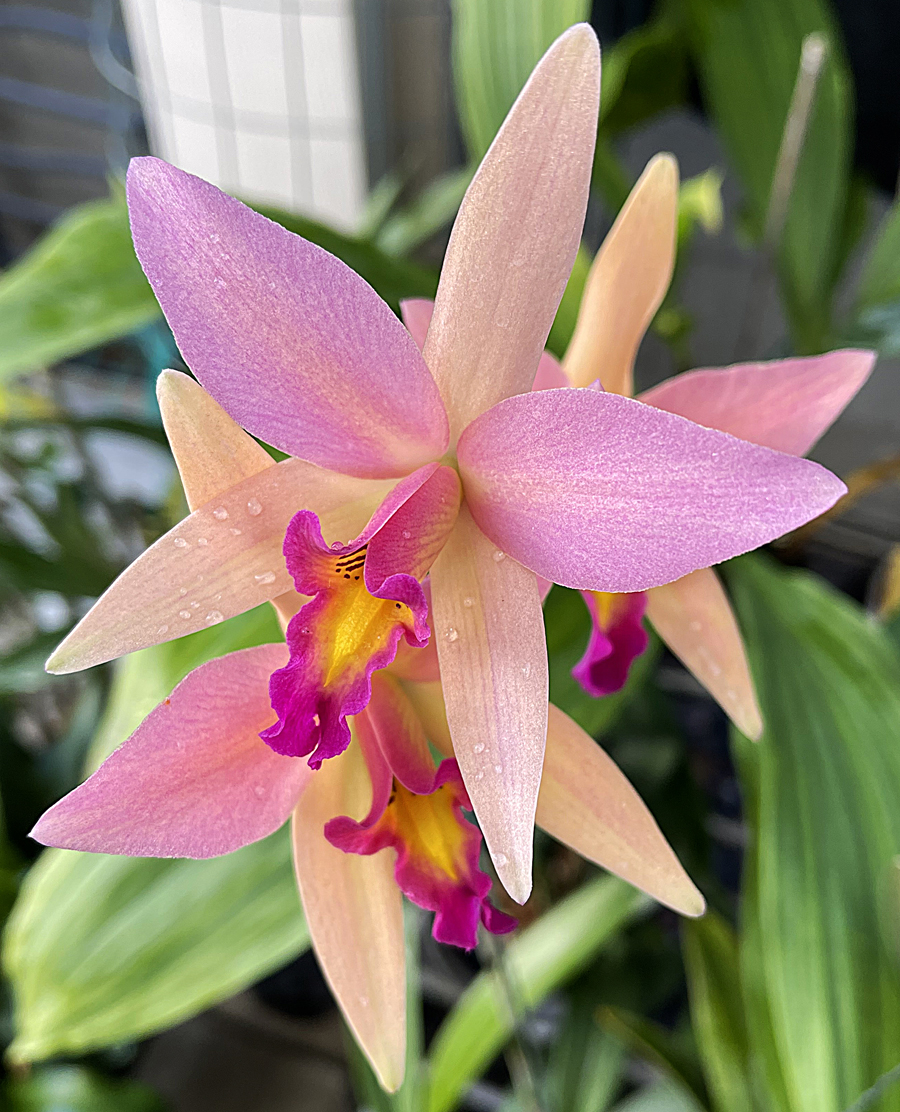 What are the differences in the Laelia anceps 'Santa Barbara