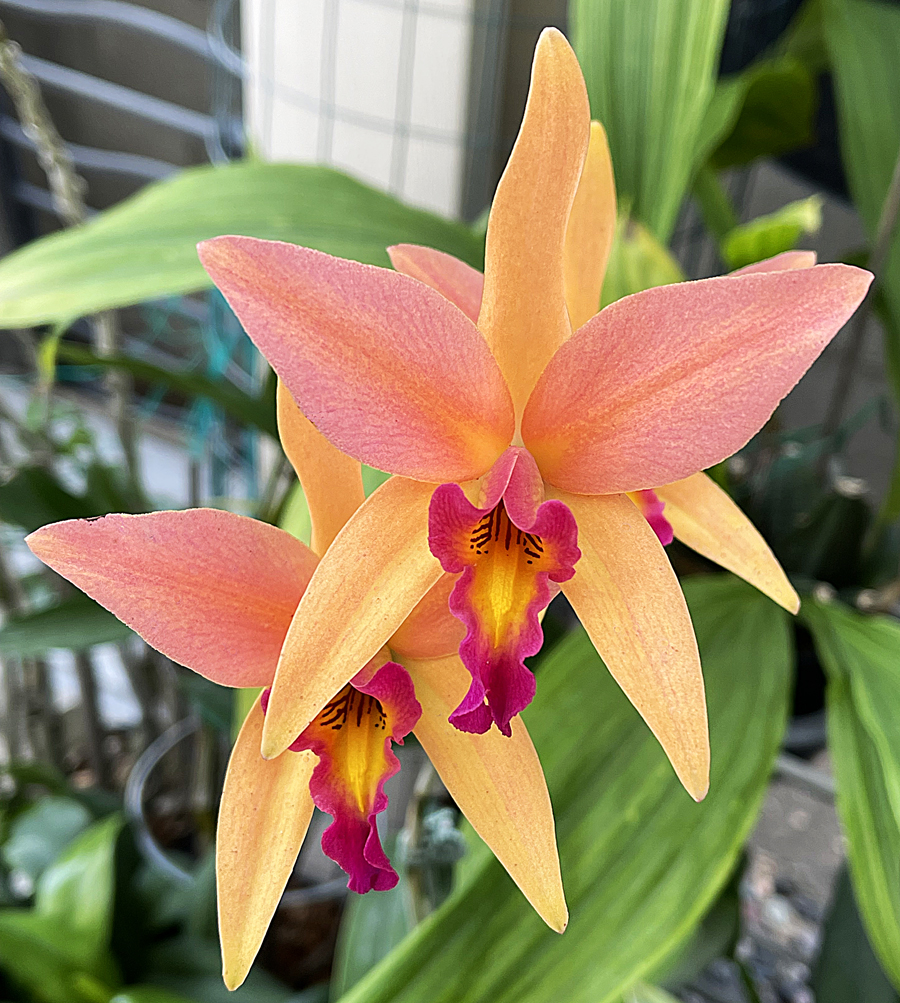 What are the differences in the Laelia anceps 'Santa Barbara