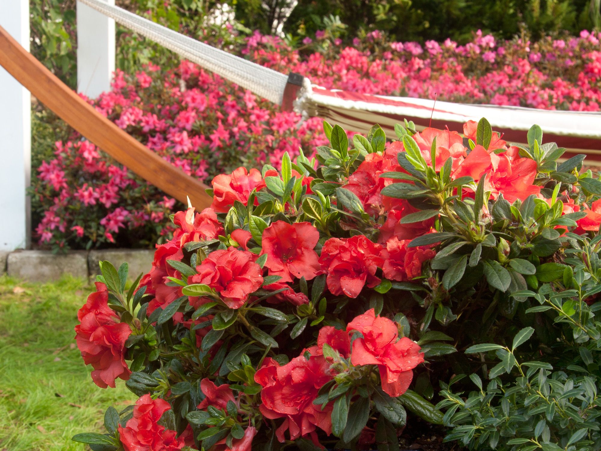 Encore Azalea - We spun the color wheel for festive fall...