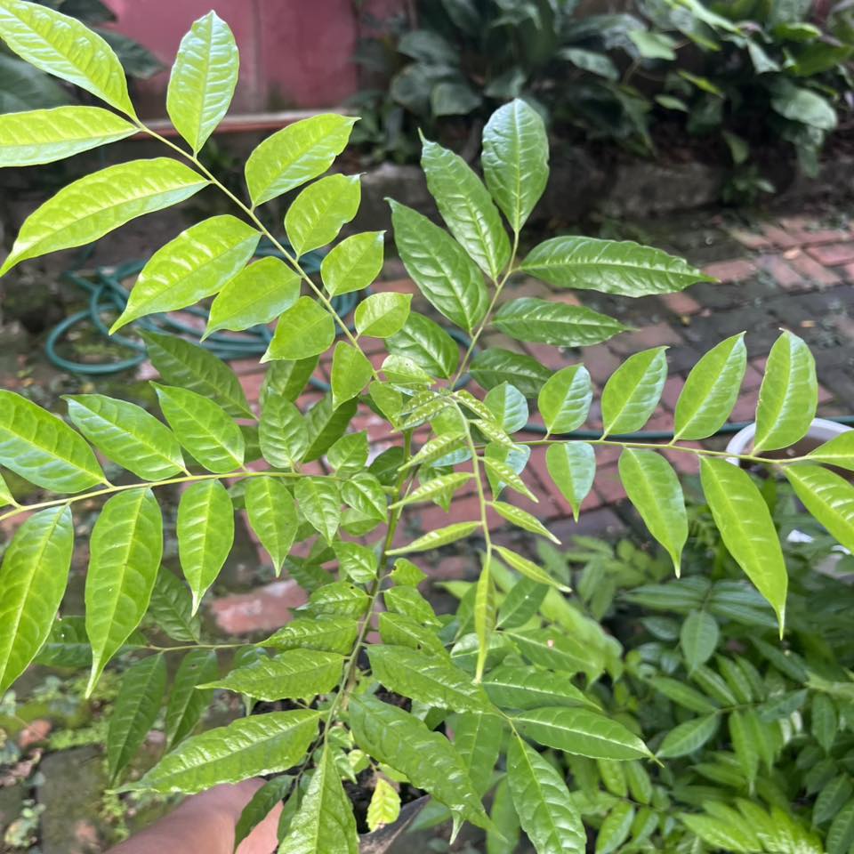 NATIVE TREES FOR SALE... - Native Tree Seedlings Cebu | Facebook