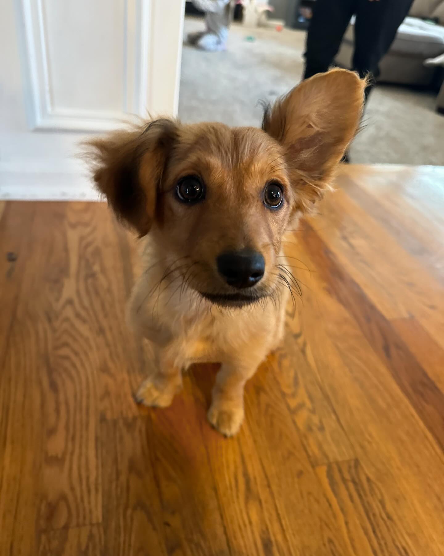 Rescued Rascals - How is the cutie still available for...