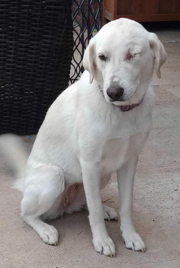 ‼️ ADOPTED ‼️ Meet our one eyed... - Heartland Lab Rescue | Facebook