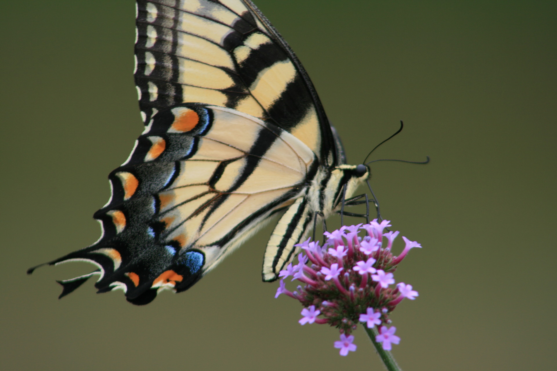 Open House at the ELC: All About Insects