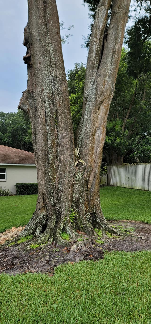 Wade’s tree service | Plant City FL