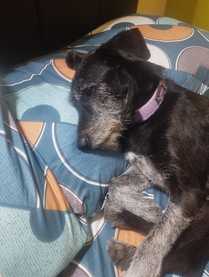 PERDIDO O ABANDONADO POR INSTITUTO SISE ESTÁ POR ESTACIÓN PIRÁMIDE DEL ...