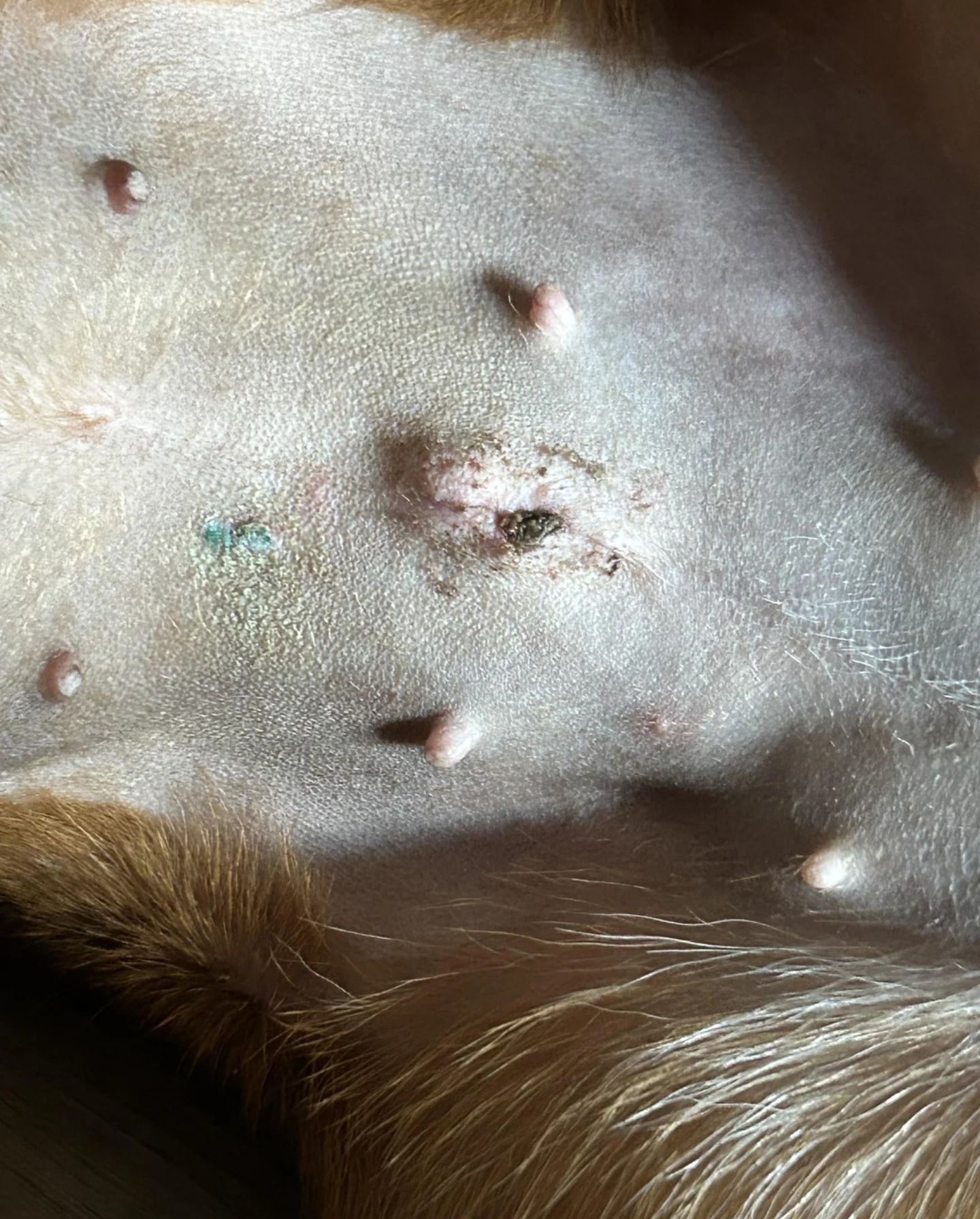 Daily Pet Tips - Spay incision? Hello! Our dog got spayed... | Facebook