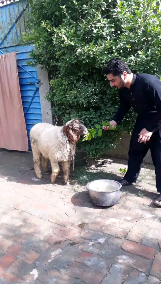 Eid ul adha Mubarak - safdar.hamdani.524 | Facebook