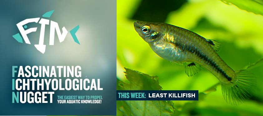 Maidenhead Aquatics - FIN: The Least Killifish Life can be tough when ...