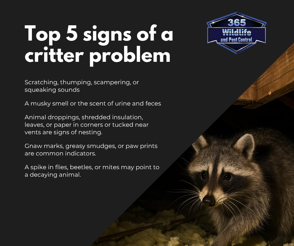 365 Wildlife and Pest Control, LLC | Surfside Beach SC