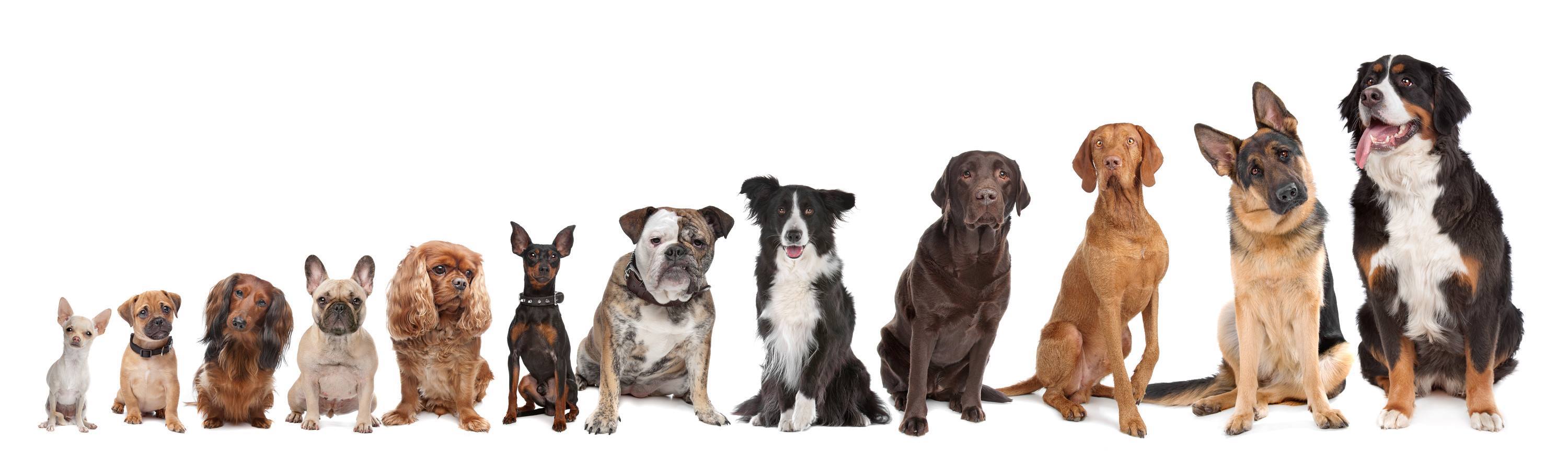 Precious Paws Pet Rescue | Matoaka WV