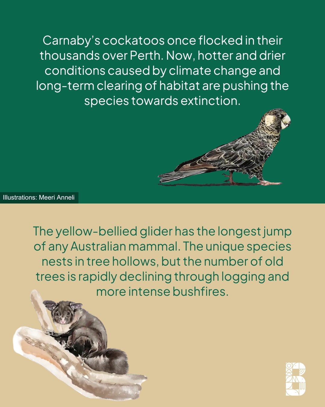Invertebrates Australia
