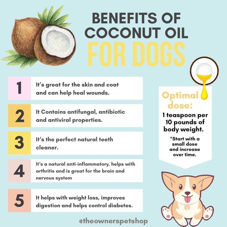 Is Coconut Oil Safe for Dogs Skin: Essential Insights