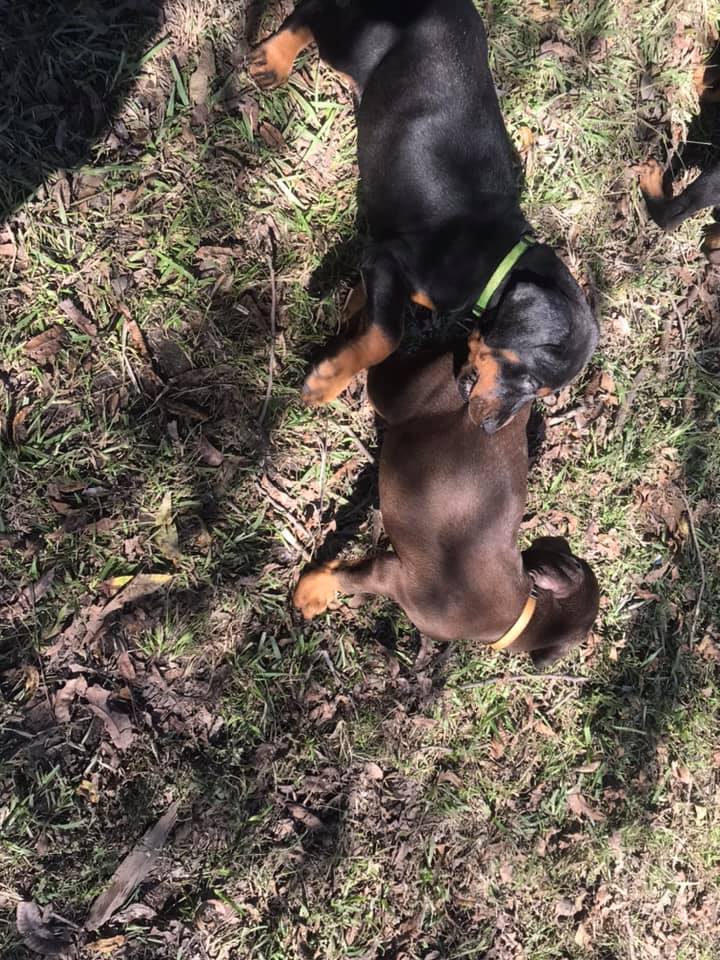 Dual Stack Dobermans &... - Dual Stack Dobermans & Min Pins