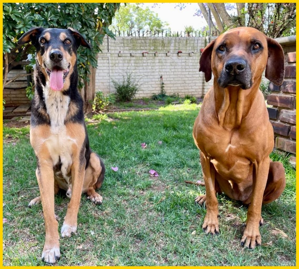 Rhodesian - 🆘️ MAX & RUBY HAVE LESS THAN A MONTH... 😢 PLEASE HELP US ...