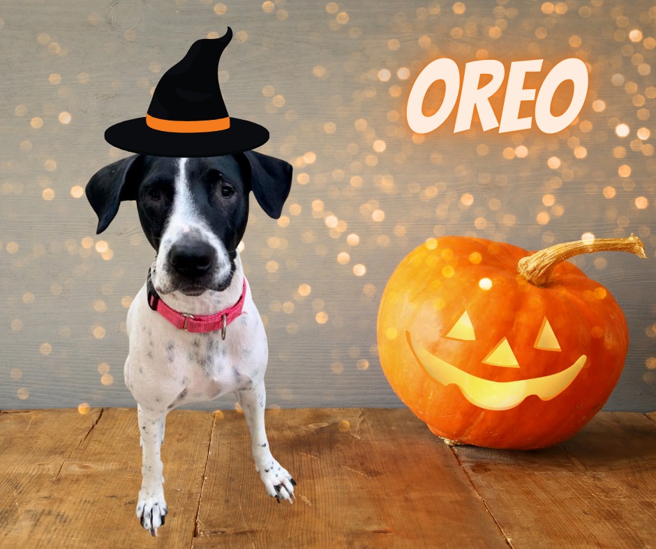Meet Oreo! Oreo was on... - Pointer Rescue, Organization | Facebook