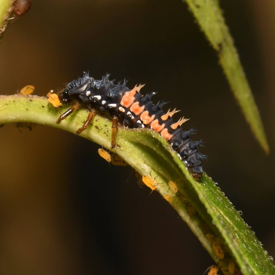 PARENTAL ADVISORY: Insect violence... - Bugs in My Backyard