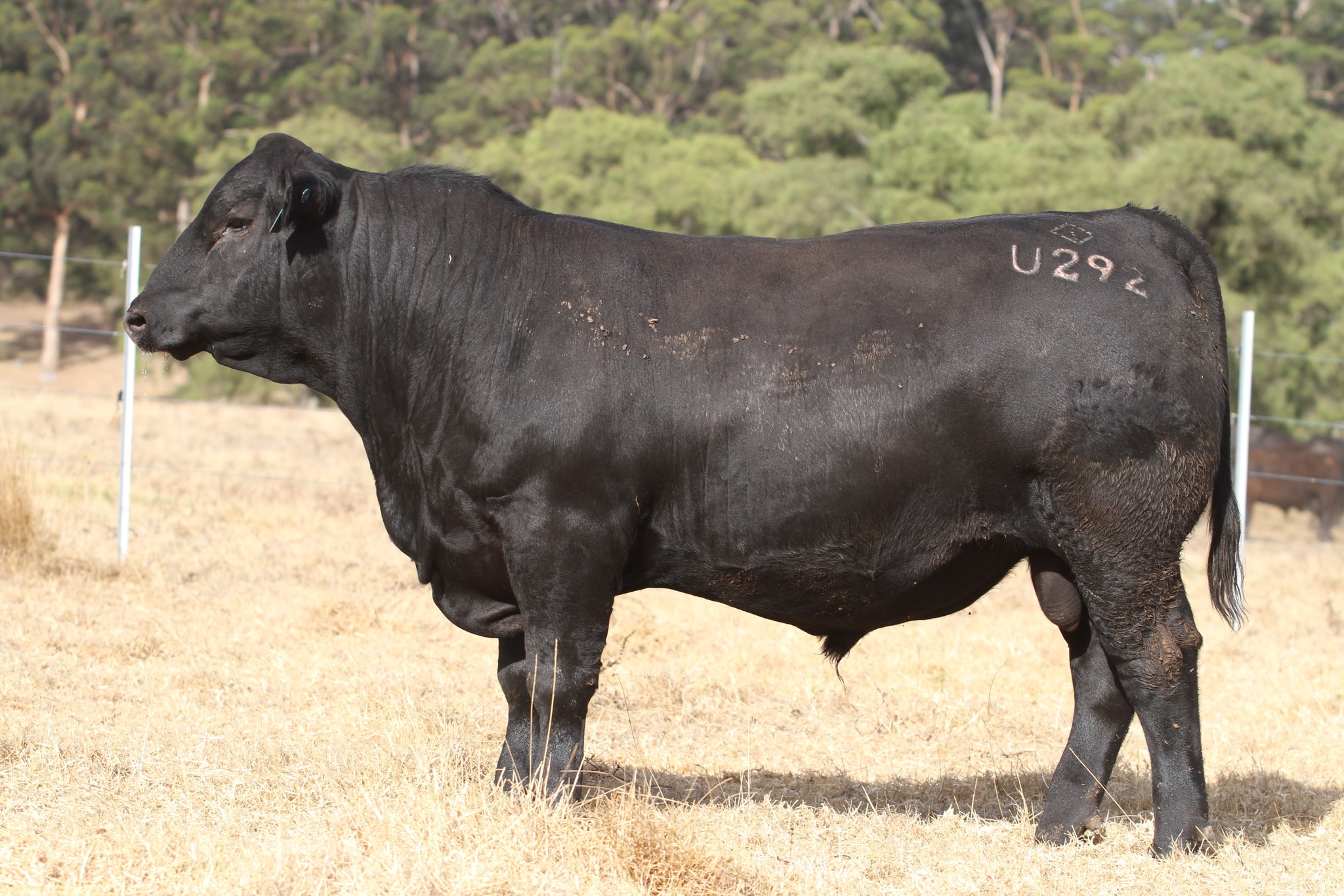 Gandy Angus - The catalogue for our Yearling Bull Sale is... | Facebook