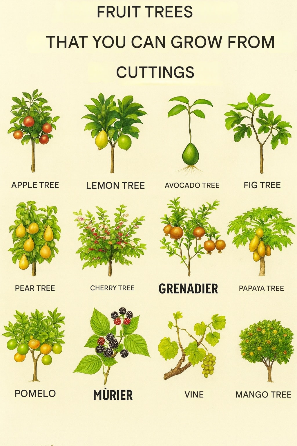 GreenThumb - 🌿 Fruit Trees You Can Propagate From Cuttings • Apple ...