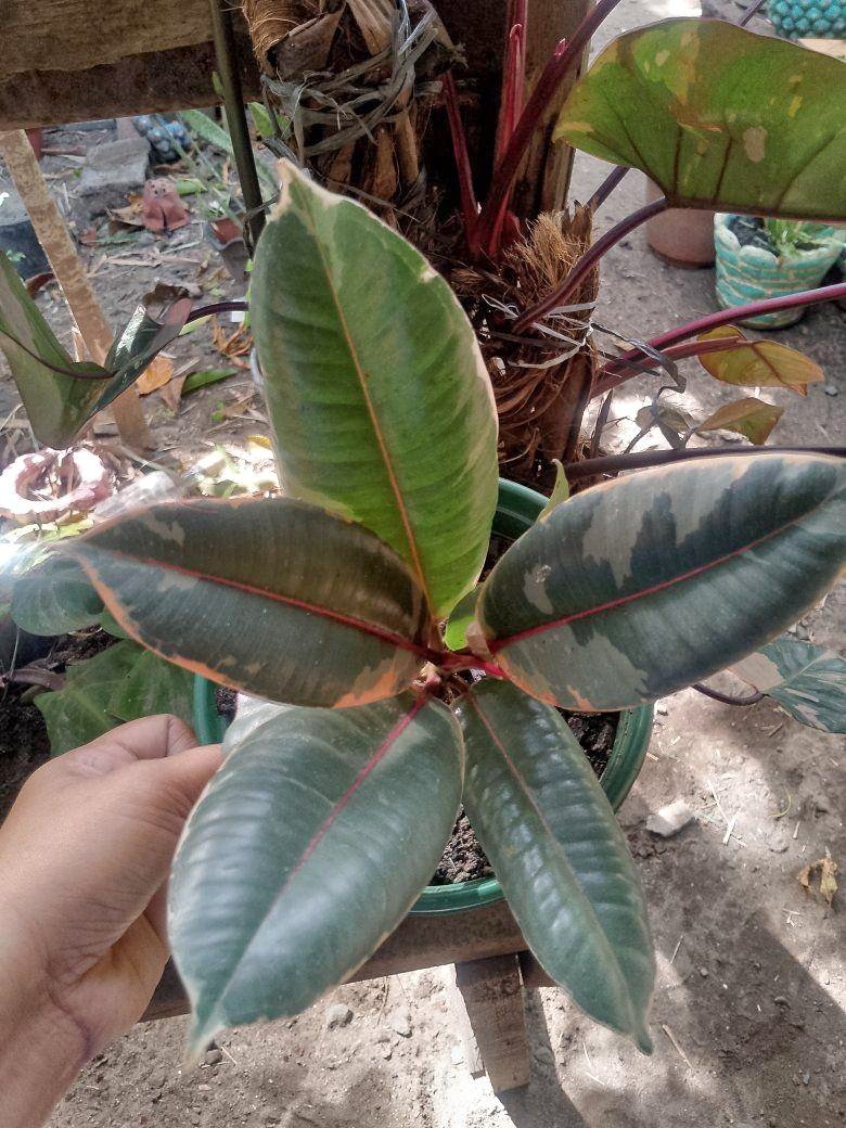 Rubber Trees for sale in San Carlos City, Pangasinan, Philippines ...