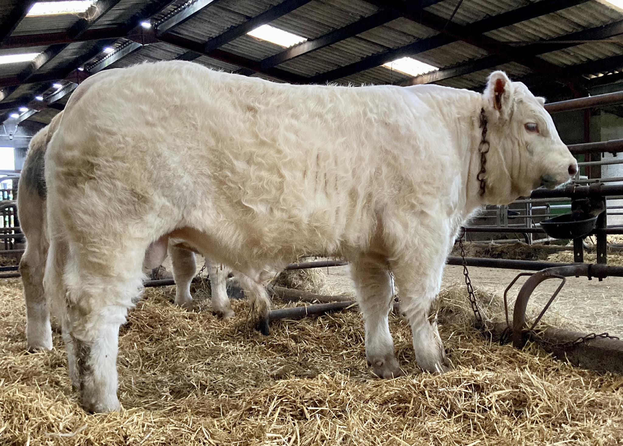 ️ ULTRACHIC 🐮... - Elevage Charolais GREAU Fabien & Pierrick
